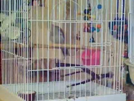 Bird Cage Cheap